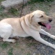laberador-in-sargodha-labrador-retriever-sargodha-4