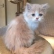 persian-kitten-other-dhudhial