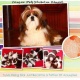 imported-highly-pedigree-shih-tzu-male-for-stud-service-shih-tzu-lahore