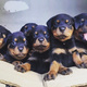 rottweiler-puppies-rottweiler-karachi