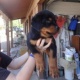awesome-rottweiler-puppies-for-adoption-other-abadi-jalalpur-pirwala