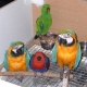 macaw-cockatoo-and-conure-macaws-abbottabad