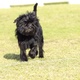 affenpinscher-other-lahore