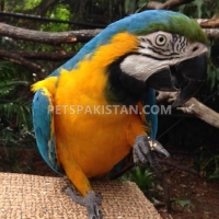 australian-parrots-pigeons-parakeet-australian-budgies-sinjhoro-7