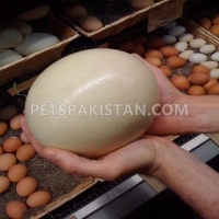 parrots-and-fertile-parrot-eggs-for-sale-african-grey-parrot-bhera