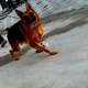 pedigreed-german-shepherd-dog-german-shepherd-sargodha