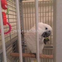 african-grey-cockatoo-macaws-amazons-elecdus-for-sale-whatsapp-12486625079-cockatoos-adenzai-4