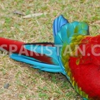 green-wing-macaw-parrot-babies-on-sale-whatsapp-12486625079-macaws-islamabad