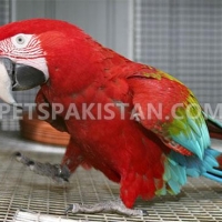 green-wing-macaw-parrot-babies-on-sale-macaws-ali-pur