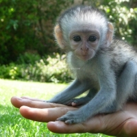 lovely-and-white-tiger-cubs-cheetah-cubs-african-serval-for-sale-whatsapp-12486625079-elephant-rawalpindi-3