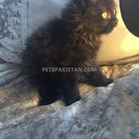 full-healthy-nd-playfull-persian-cats-karachi-2