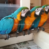 healthy-trained-and-tamed-parrots-and-fertile-parrots-eggs-for-sale-whatsapp-1-240-232-6591-african-grey-parrot-jhang-2