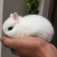 dwarf-hotted-bunnies-pair-is-available-for-sale-hare-wah