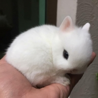 dwarf-hotted-bunnies-pair-is-available-for-sale-hare-wah-2