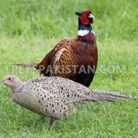 pheasant-ring-necked-pheasant-jhelum-2