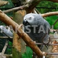 australian-parrots-pigeons-parakeet-australian-budgies-sinjhoro-10