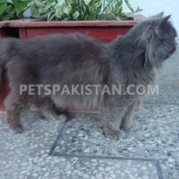persian-cat-gray-punch-face-persian-cats-lahore-3