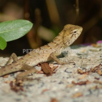 oriental-garden-lizard--karachi