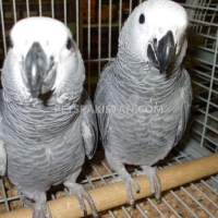 a-pair-of-talking-african-grey-parrots-african-grey-parrot-karachi