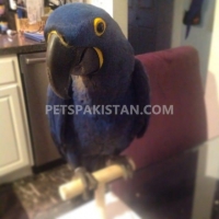 macaws-for-sale-macaws-islamabad