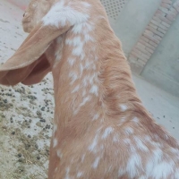 makhi-cheena-goat-for-sale-sheep-hasilpur