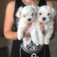 awesome-t-cup-maltese-puppies-available-maltese-ahmadabad-2
