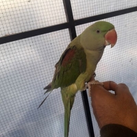 raw-female-full-tame-raw-beautiful-male-indian-ringneck-lahore