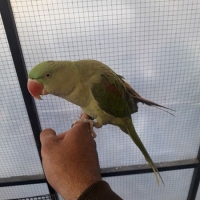 raw-female-full-tame-raw-beautiful-male-indian-ringneck-lahore-2