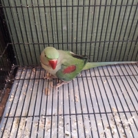raw-female-full-tame-raw-beautiful-male-indian-ringneck-lahore-4