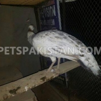peahen-peacoak-chakwal