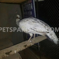 peahen-peacoak-chakwal-1