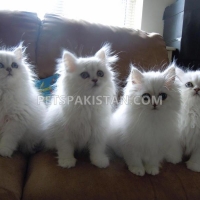 adorable-white-persian-kittens-persian-cats-islamabad