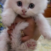 persian-kittens-persian-cats-karachi-4
