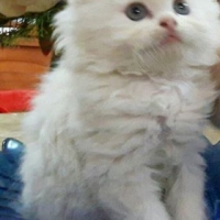 persian-kittens-persian-cats-karachi-5