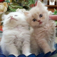 persian-kittens-persian-cats-karachi-6