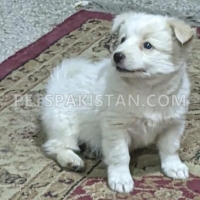 beautiful-russian-puppy-other-lahore-2