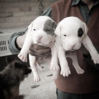 pittbull-pups-other-islamabad