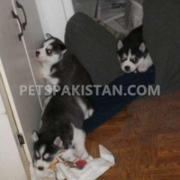 3-siberian-husky-puppies-other-lahore