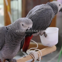 african-grey-cockatoo-macaws-amazons-elecdus-for-sale-whatsapp-12486625079-cockatoos-adenzai-2