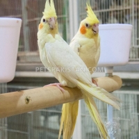 green-wing-macaw-parrot-babies-on-sale-amazon-parrots-abbasia-3