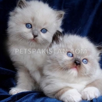 white-persian-kittens-available-persian-cats-karachi