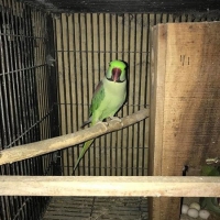 raw-breeder-pair-indian-ringneck-islamabad-2