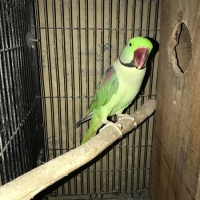raw-breeder-pair-indian-ringneck-islamabad-4