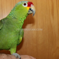 a-pair-of-talking-african-grey-parrots-whatsapp-12486625079-african-grey-parrot-badhber-6