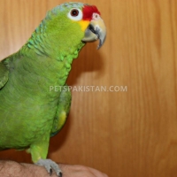 parrots-african-greys-amazons-conures-electus-fertile-eggs-macaws-abdul-hakim-3