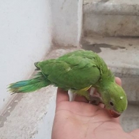 green-ring-neck-chiks-2-indian-ringneck-lahore-2