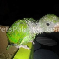 green-and-yellow-ringneck-chicks-indian-ringneck-rawalpindi