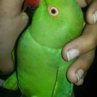 i-m-selling-my-beautiful-green-ring-neck-parrot-indian-ringneck-rawalpindi