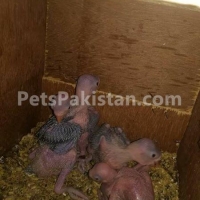green-and-yellow-ringneck-chicks-indian-ringneck-rawalpindi-2