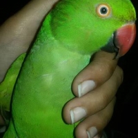 i-m-selling-my-beautiful-green-ring-neck-parrot-indian-ringneck-rawalpindi-3